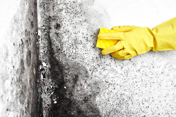 Best Water Damage & Mold Remediation  in Stanaford, WV