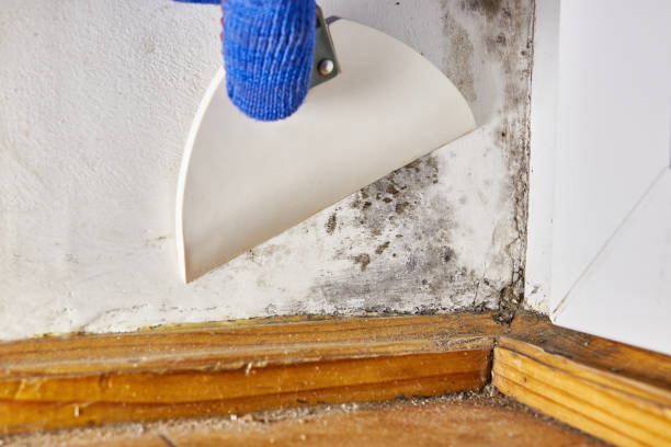 Best Dehumidification Services  in Stanaford, WV
